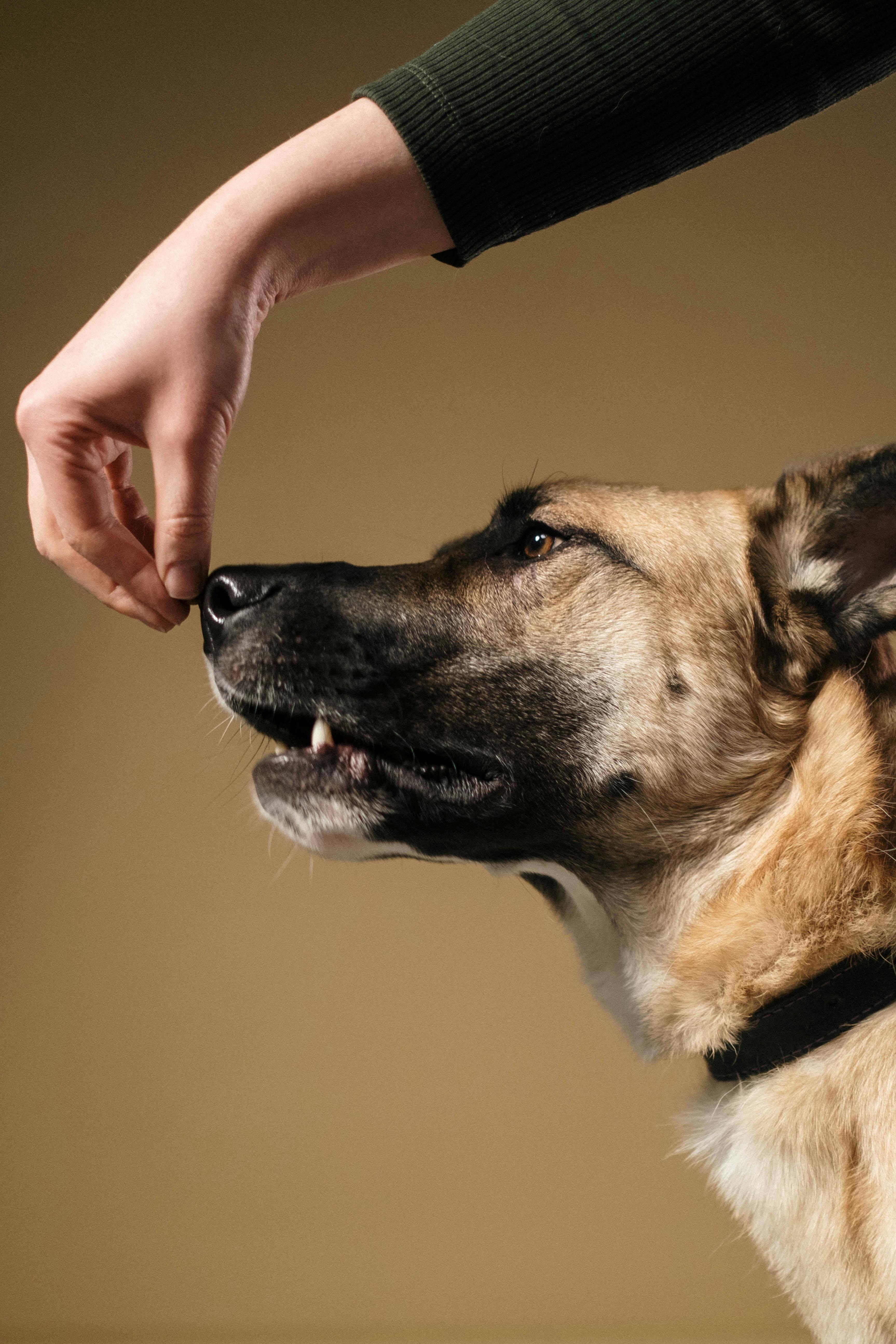 Trainer working with a dog during a session at Canine Compass